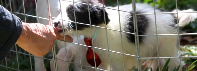 UFMG receberá festa de doações de animais de estimação